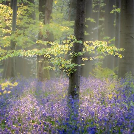 Bois De Hal Bed & Breakfast Braine-lʼAlleud Екстериор снимка