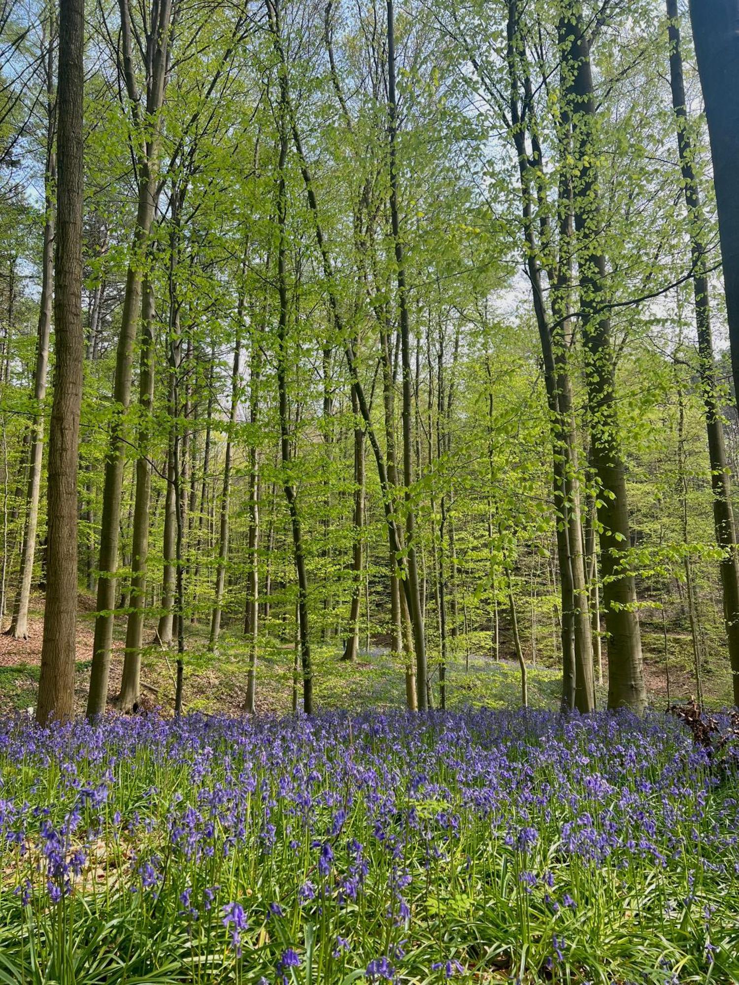 Bois De Hal Bed & Breakfast Braine-lʼAlleud Екстериор снимка